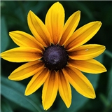 practice image