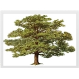 Stone Oak Allergy
